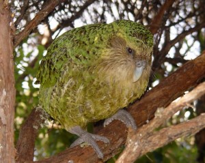 Sirocco the Kakapo Parrot
