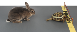 Rabbit vs Turtle